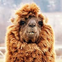 alpaca