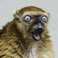 lemur